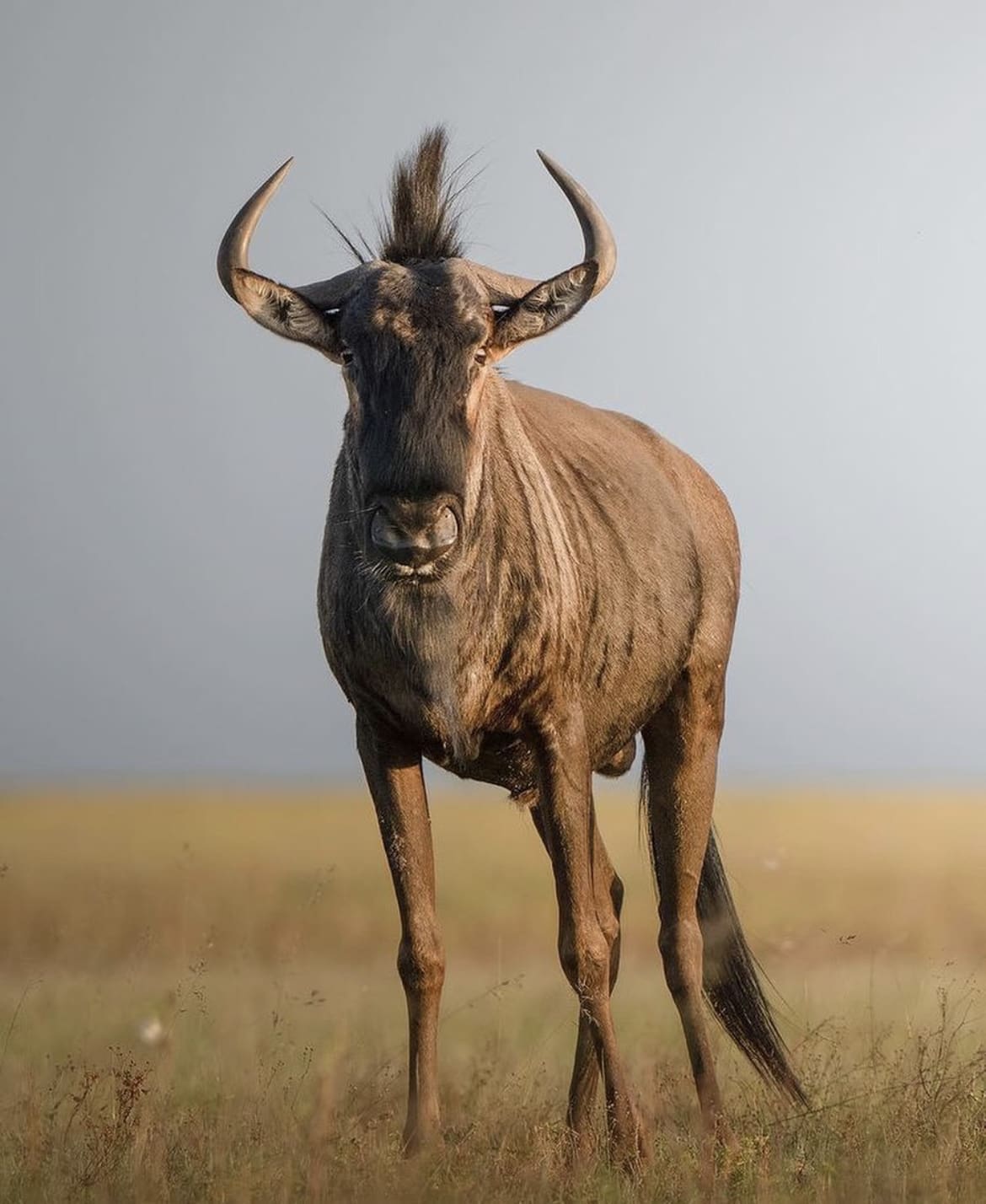 Blue wildebeest